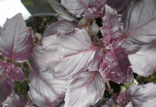 Basilic pourpre ruben - ruben',