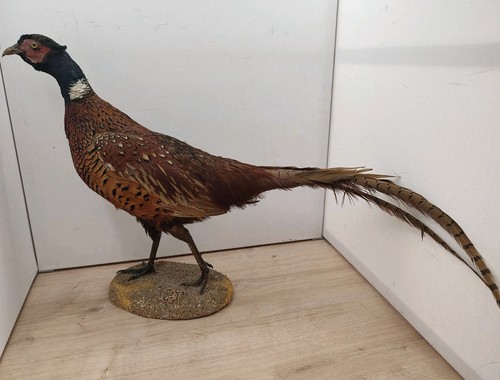 Taxidermie beau faisan - beau,