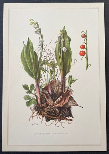 Botanique muguet mai - muguet,