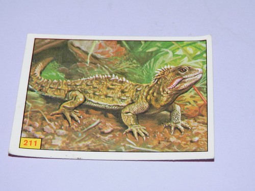 Image panini animaux - panini,