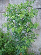 Euphorbia lathyris   (10