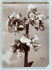 Etude de fleurs, étude pour peintres, bégonia Vintage print Tirage citrate  