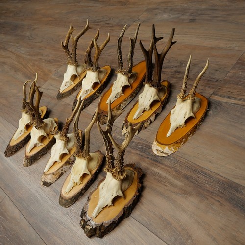 Ensembles bois cerf - de,