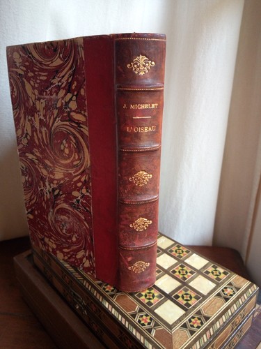 1878 oiseau jules - oiseau,