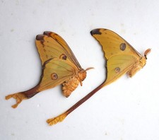 Couple de papillons Argema