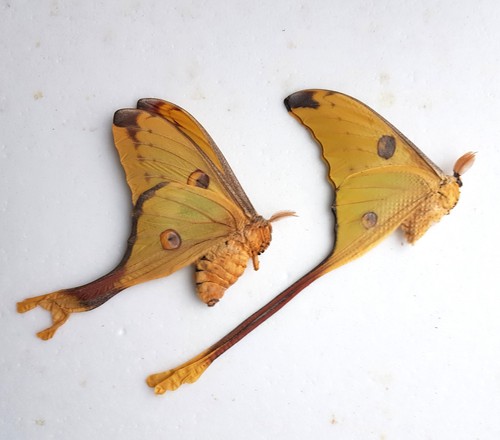 Couple papillons argema - couple, de