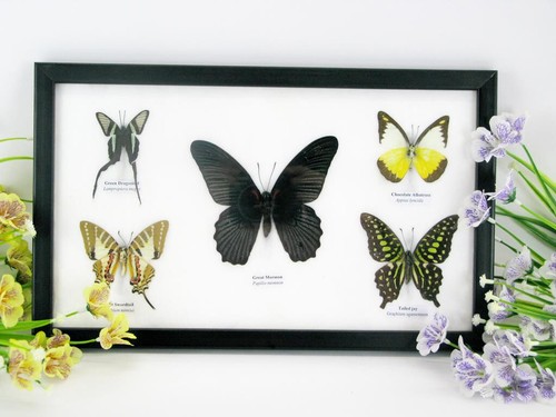 Papillons taxidermie cadre - 5,