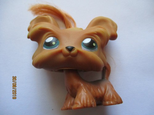 Petshop chien yorkshire - petshop,