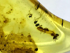 Pendentif Ambre 2 Insectes