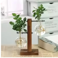 plante hydroponique terrarium bois verre  décoration maison bureau jardin cadeau