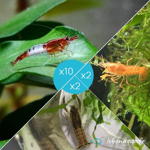 Lot crevettes rili - crevettes,