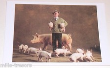 Carte Postale Photo Yann ARTHUS BERTRAND : Cochon Large White avec ses petits