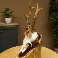 Bouc Anormal Avec Bois De Cerf