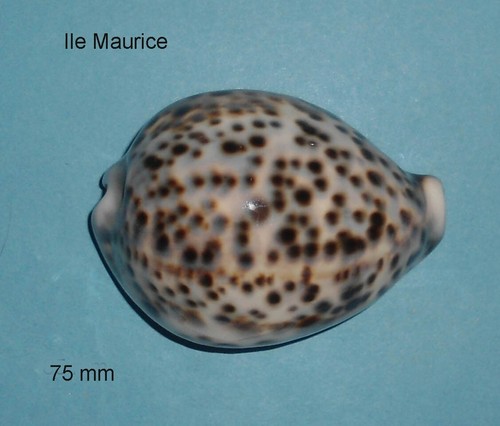 Cypraea tigris ile maurice - ile,