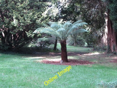 Photo 6x4 dicksonia - a,