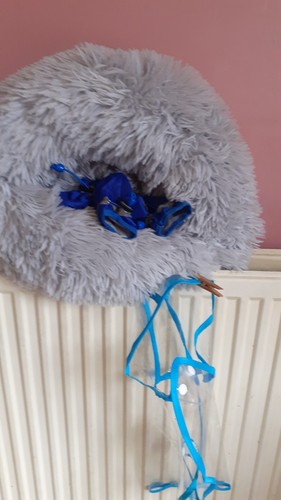 Lot accessoires chien neuf - chien,