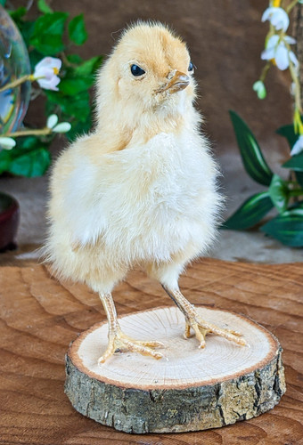 Baby chick chicken - chick, standing