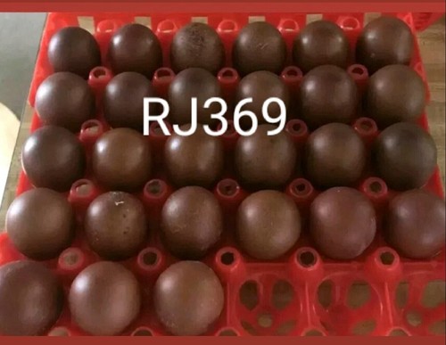 French black copper marans - ☆french,