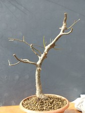 Bonsaï orme champêtre en pot