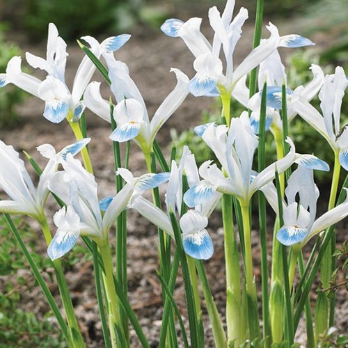 Bulbes iris réticulées - bulbes, d'iris