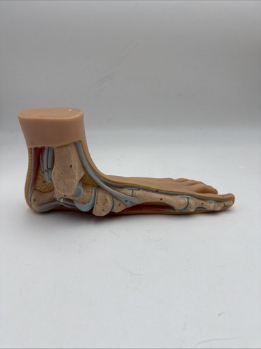Somso ns2 flat foot - somso,