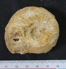 Ammonite fossile Bajocien