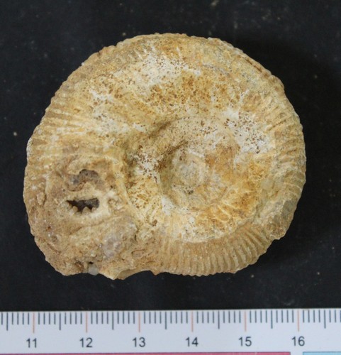 Ammonite fossile bajocien - ammonite,