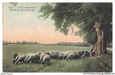 AOJP14-1004-FOLKLORE-PERSONNAGE - A la Campagne - Moutons au paturage