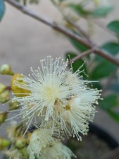 Eugenia ‘Etna Fire' - 1 Plant - Etna Fire Brush Cherry