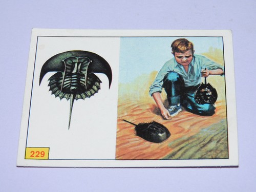 Image panini animaux - panini,
