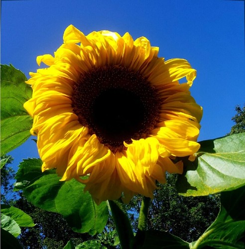 Tournesol géant mongolie - tournesol, de