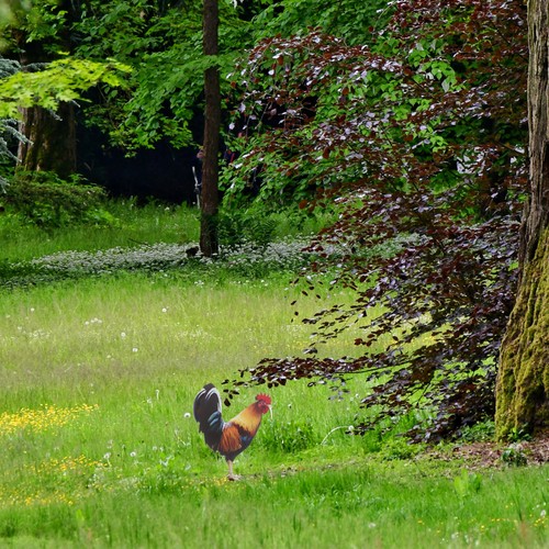 Statue coq en - , de