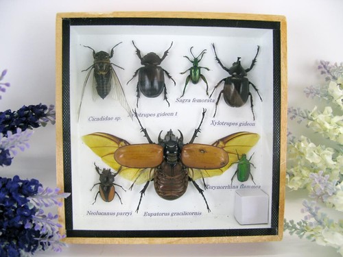 Insectes exotiques réel - insectes,
