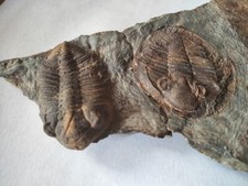 Eodalmanitina macrophtalma Et Nobiliasaphus nobilis 