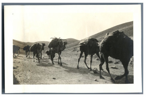 Proche orient caravane - orient,,