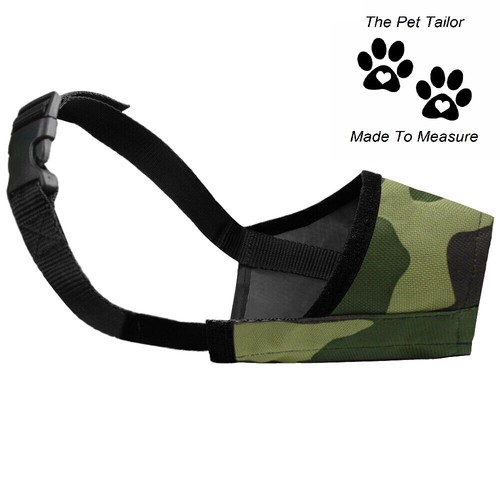Cane corso chien museau - chien,