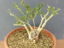 Bonsaï olivier 24 x 11 cm en