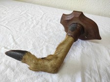 Taxidermie ancien Trophée de