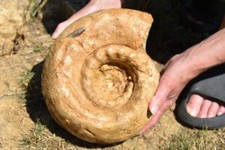 Géante ammonite Pseudoteloceras boussicoti bajocien de Caen 250 mm