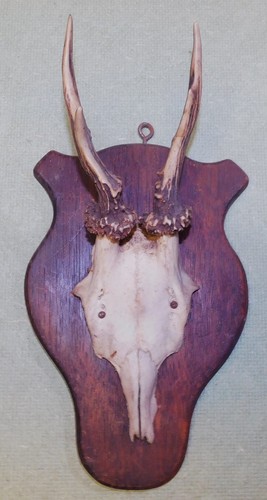 Ancien trophee chasse - ancien, de