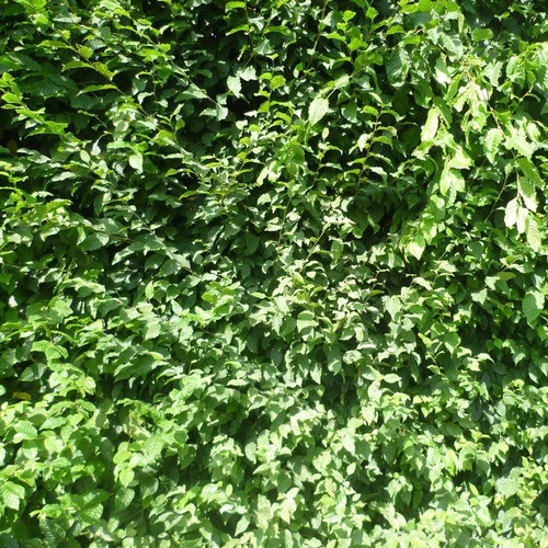 Carpinus betulus charme - charme,