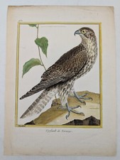 Gravure originale – rapace – Gerfaut de Norvège – Martinet & Buffon, circa 1770