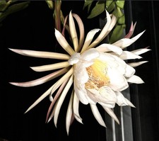 Epiphyllum chrysocardium