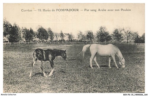 Bchp6 0611 haras - bchp6-0611-19,