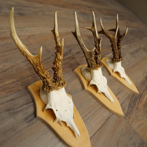 Ensemble bois cerf 3 - ensemble,