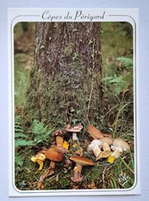 Carte postale - Les cèpes du