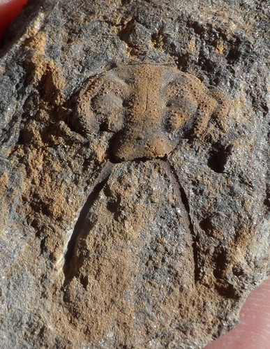 Cranidium trilobite du - cranidium,