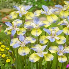 Iris Rhizome Plante vivace