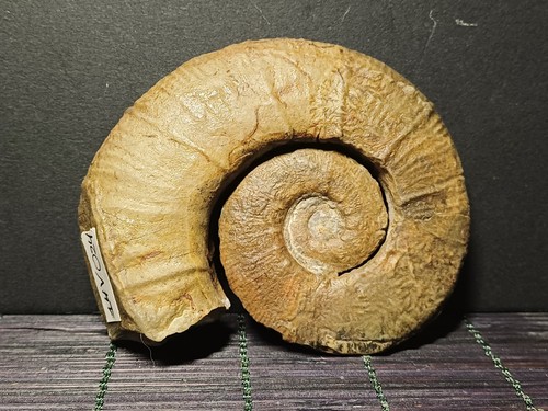 Ammonite crioceratites loryi - crioceratites,