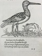 Huîtrier Pie Calidris 1557
